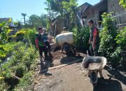 Sibuknya Kegiatan, Babinsa Brambang Bantu Masyarakat Pasang Paving