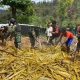 Pos Beoga Bakar Batu di Puncak Papua, Rayakan Natal Bersama Warga