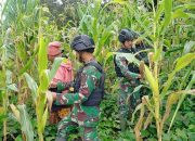 Bagikan Bibit dan Panen Jagung Bersama Masyarakat, Ketahanan Pangan Papua Semakin Kuat