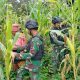 Bagikan Bibit dan Panen Jagung Bersama Masyarakat, Ketahanan Pangan Papua Semakin Kuat