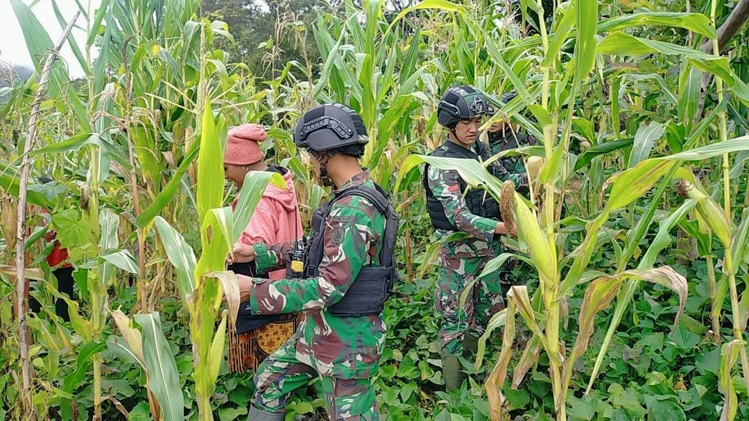 Bagikan Bibit dan Panen Jagung Bersama Masyarakat, Ketahanan Pangan Papua Semakin Kuat