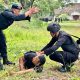 Terus Pelihara Kemampuan, Personel Brimob Sumsel Laksanakan Latihan Gerilya Anti Gerilya