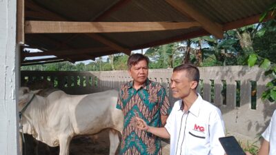 5 Ekor Sapi Program Ketahanan Pangan, di Realisasikan Kades Ciledug