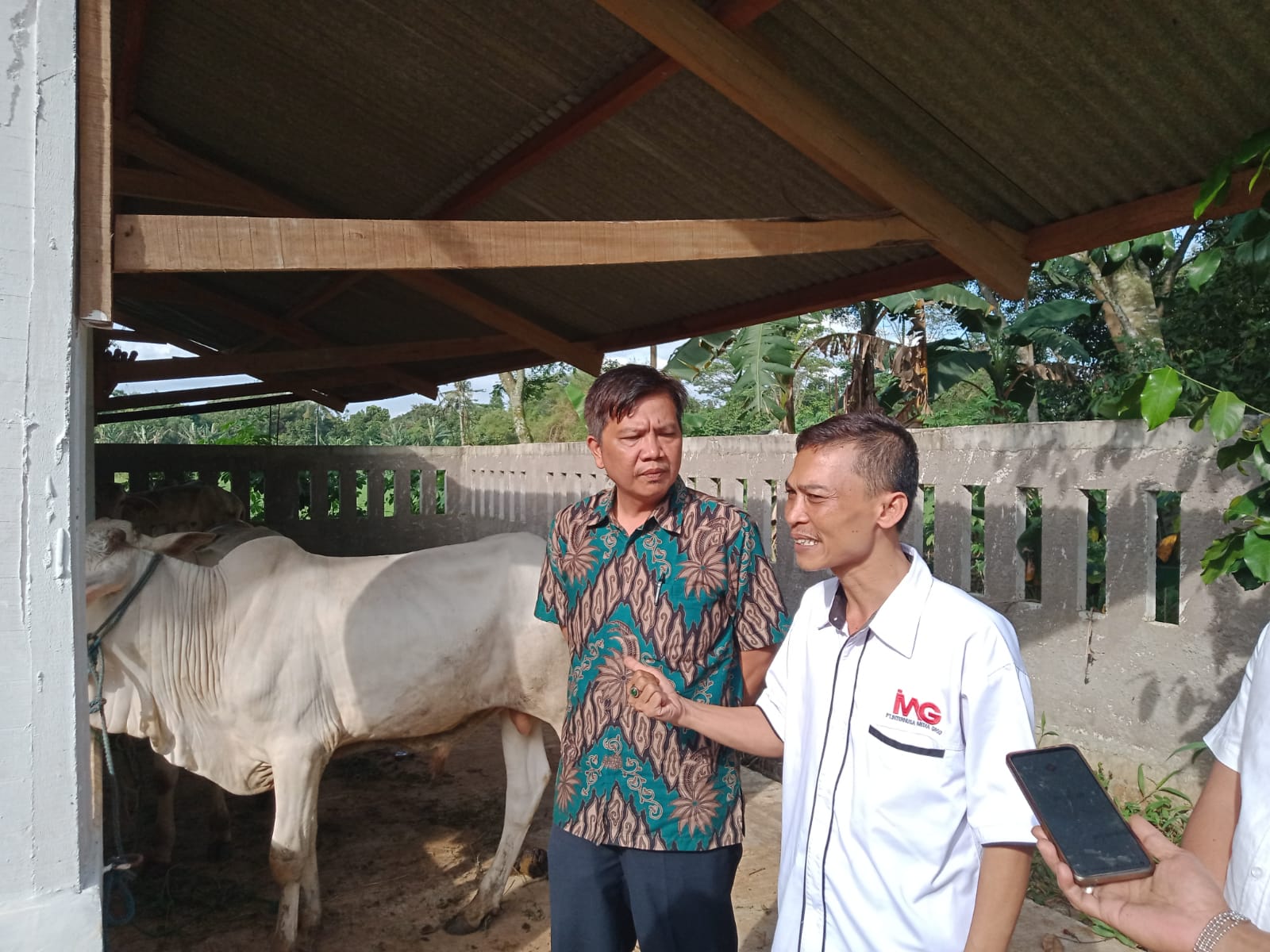 5 Ekor Sapi Program Ketahanan Pangan, di Realisasikan Kades Ciledug