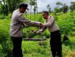 Melestarikan habitat burung Kapolsek Ijen melepas burung di kawasan hutan sempol Blawan