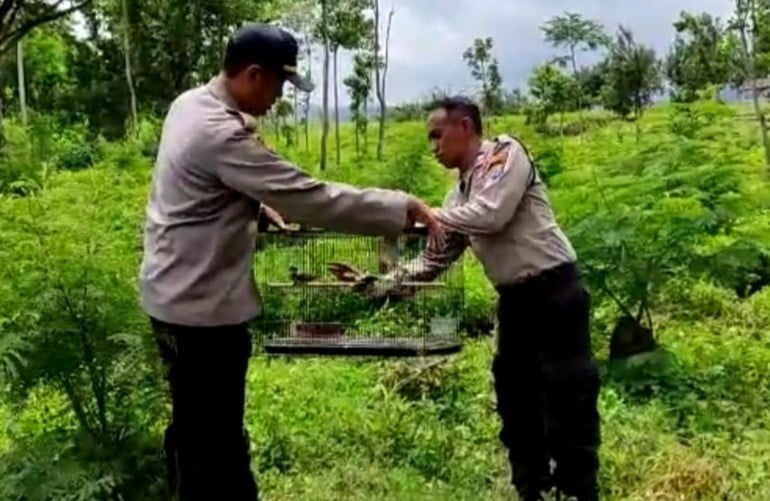 Melestarikan habitat burung Kapolsek Ijen melepas burung di kawasan hutan sempol Blawan