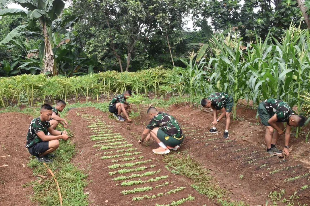 Brigif Para Raider 17/Sbb Kujang I Kostrad Mengadakan Budidaya Pohon Cabe