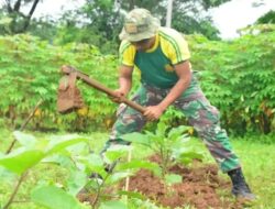 Lahan Tidur Kuatkan Ketahanan Pangan, Yonif PR 432 Kostrad Dukung Program Kasad