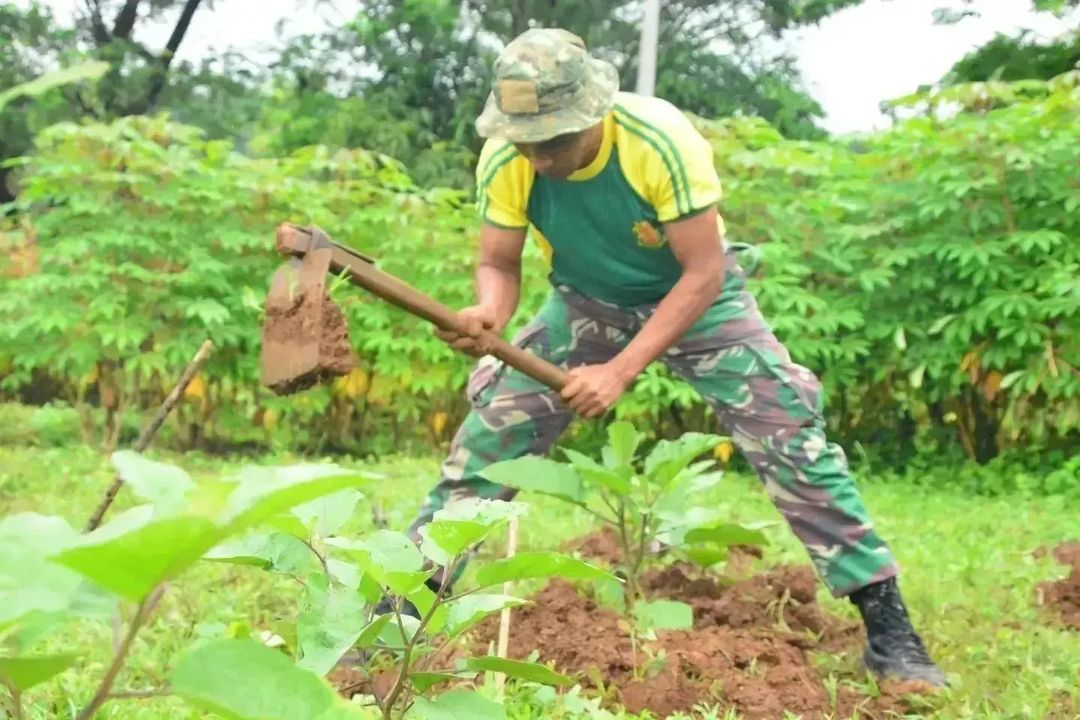 Lahan Tidur Kuatkan Ketahanan Pangan, Yonif PR 432 Kostrad Dukung Program Kasad