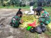 Masyarakat Ikut Merasakan Program Ketahanan Pangan, Hasil Panen Jagung Yonkes Divif 1 Kostrad