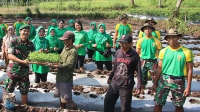 Budi Daya Cabe Salah Satu Program Ketahanan Pangan Yonif R 514 Kostrad Gandeng Warga Gading Sari