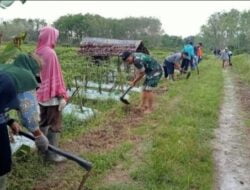 Hadir Ditengah-tengah Rakyat, Babinsa Koramil 1002-2/Batang Alai Utara Ikuti Padat Karya Tunai