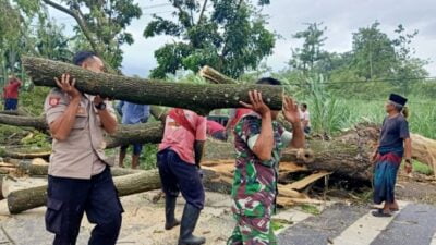 Respon Cepat Polisi Bersama TNI dan BPBD Tangani Pohon Tumbang, Lalulintas Kembali Normal  