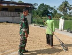 Babinsa Jambesari Dampingi Petani Lakukan Penjemuran Padi Pasca Panen