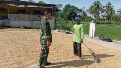 Babinsa Jambesari Dampingi Petani Lakukan Penjemuran Padi Pasca Panen