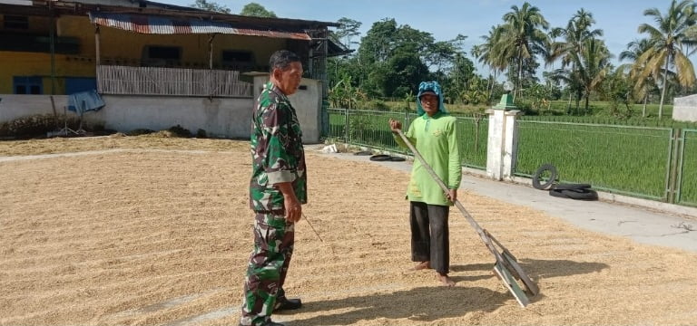 Babinsa Jambesari Dampingi Petani Lakukan Penjemuran Padi Pasca Panen
