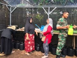 Ketahanan Pangan, Babinsa Penambangan Pendampingan Kelompok Wanita Tani