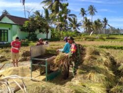 Babinsa Koramil Prajekan Bantu Petani Panen Padi