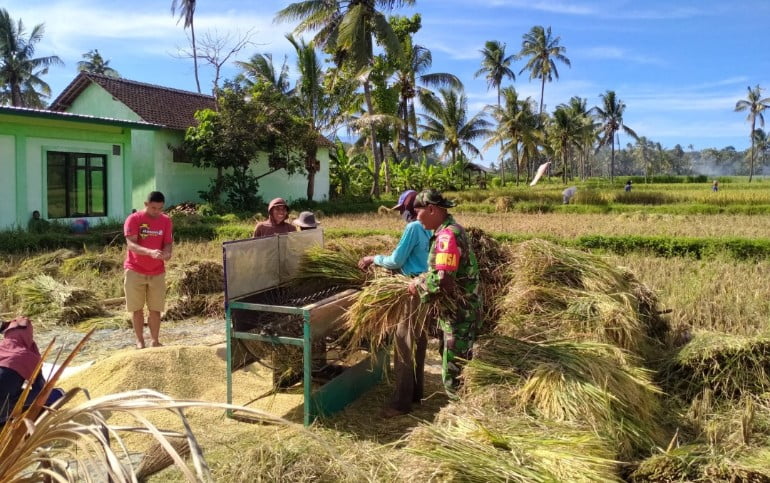 Babinsa Koramil Prajekan Bantu Petani Panen Padi