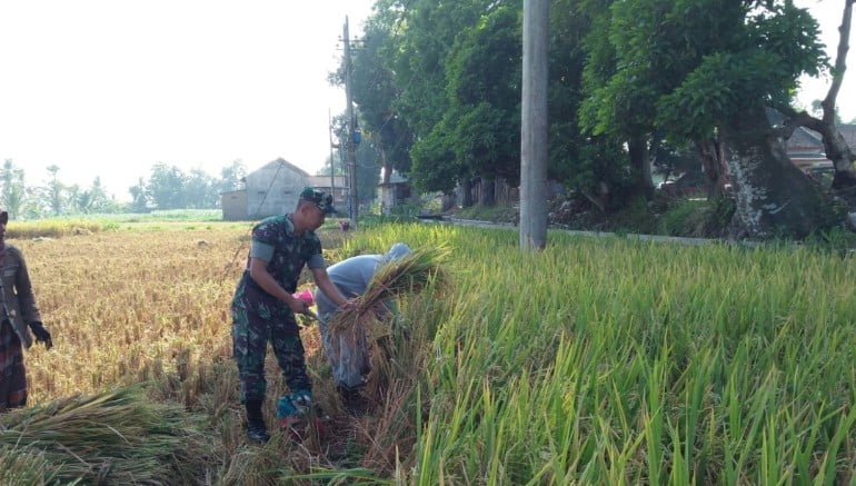 Babinsa Kodim 0822 Garda Terdepan Wujudkan Ketahanan Pangan