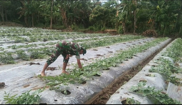 Perkuat Ketahanan Pangan, Babinsa Serda Suwandi Tanam Semangka