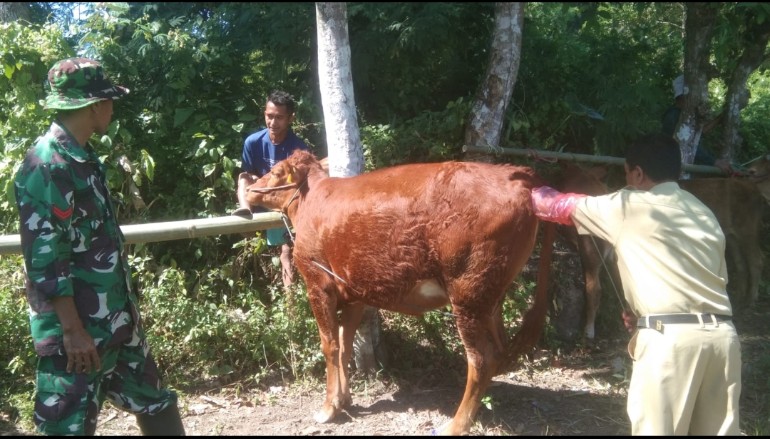 Dukung TMMD Ke 116, Diapertan Bondowoso Gelar Pengobatan Massal Hewan Ternak