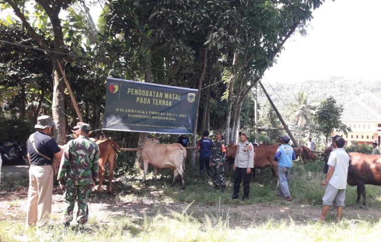 Ternak Sapi Menjadi Daya Tarik Bagi Satgas TMMD 116 Bondowoso