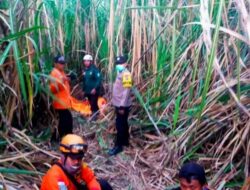 Polisi Bersama BPBD dan Warga Berhasil Temukan Lansia Yang Dikabarkan Hilang di Lahan Tebu Situbondo