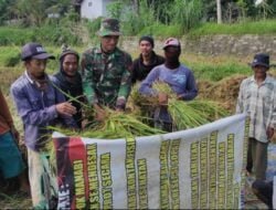 Satgas TMMD Ke-116 Bondowoso Bantu Petani Panen Padi