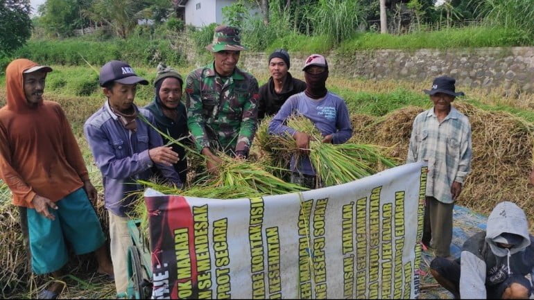 Satgas TMMD Ke-116 Bondowoso Bantu Petani Panen Padi