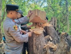 Polisi Berhasil Ungkap Kasus Ilegal Loging di Taman Nasional Baluran Situbondo