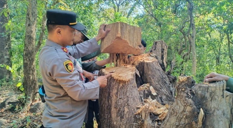 Polisi Berhasil Ungkap Kasus Ilegal Loging di Taman Nasional Baluran Situbondo