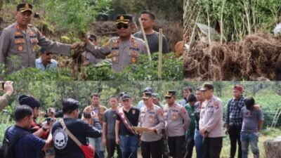 Polres Tanah Karo Berhasil Amankan Ratusan Batang Ganja di Hutan Tahura