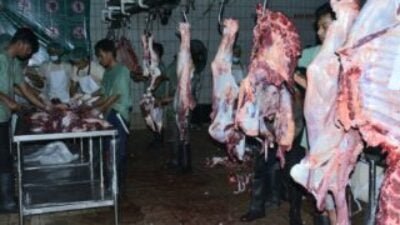 MUI Salurkan 13 Ekor Sapi Qurban kepada Masyarakat