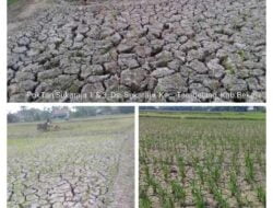 Dinas Pertanian Mitigasi Dampak Kemarau Fenomena El Nino