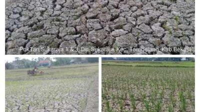Dinas Pertanian Mitigasi Dampak Kemarau Fenomena El Nino