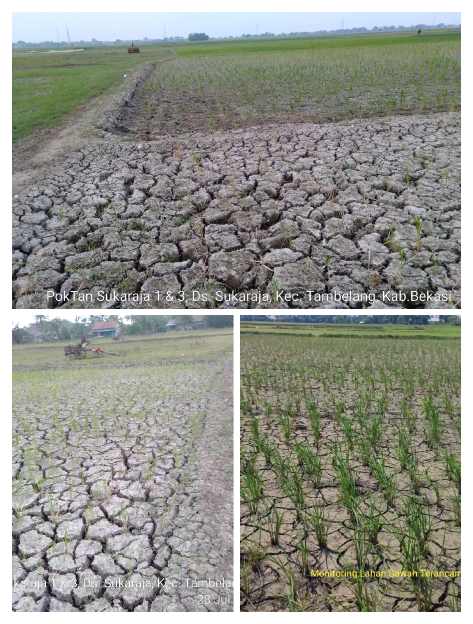 Dinas Pertanian Mitigasi Dampak Kemarau Fenomena El Nino