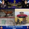 Diduga Mencuri Kambing, Pemuda Asal Desa Prabumenang di Bekuk Polisi