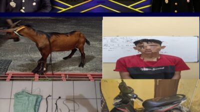 Diduga Mencuri Kambing, Pemuda Asal Desa Prabumenang di Bekuk Polisi