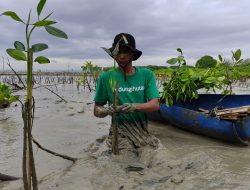 LindungiHutan dan Mitra Hijau Tanam 86.000++ Pohon dari Januari-Agustus 2023