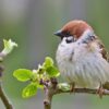Kisah Burung Pipit yang Berhenti Bertasbih