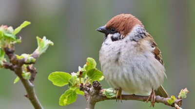 Kisah Burung Pipit yang Berhenti Bertasbih