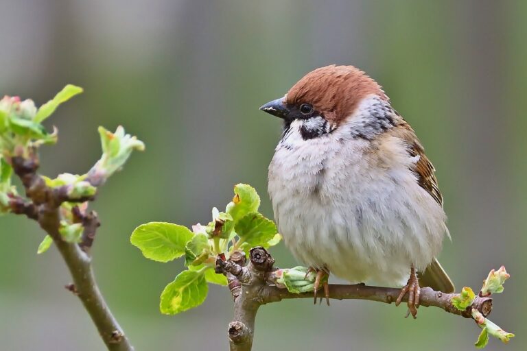 Kisah Burung Pipit yang Berhenti Bertasbih