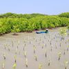 Kolaborasi dengan 4 Brand dan UMKM, LindungiHutan Rehabilitasi Hutan Mangrove dengan Tanam 375 Pohon di Jawa Tengah