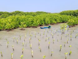 Kolaborasi dengan 4 Brand dan UMKM, LindungiHutan Rehabilitasi Hutan Mangrove dengan Tanam 375 Pohon di Jawa Tengah