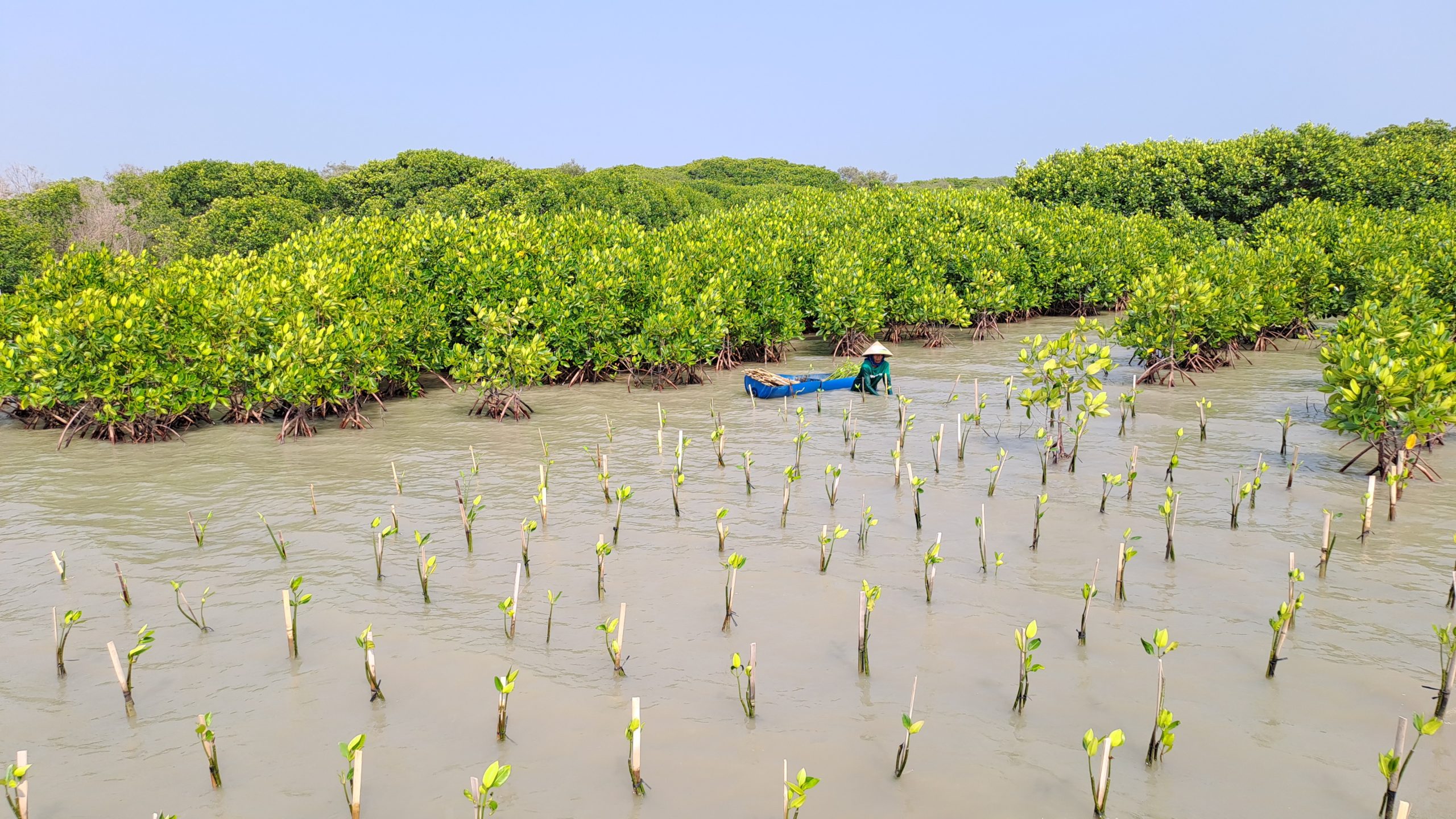 Kolaborasi dengan 4 Brand dan UMKM, LindungiHutan Rehabilitasi Hutan Mangrove dengan Tanam 375 Pohon di Jawa Tengah