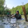 Lakukan Penanaman 4.596 Mangrove di Semarang, LindungiHutan Gandeng Masyarakat Lokal
