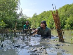 Lakukan Penanaman 4.596 Mangrove di Semarang, LindungiHutan Gandeng Masyarakat Lokal