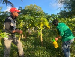 Temukan Kutu Putih di Kebun Pepaya Warga, Mahasiswa KKN-PPM Unimal K-16 Lakukan Pembasmian Menggunakan Pestisida Nabati