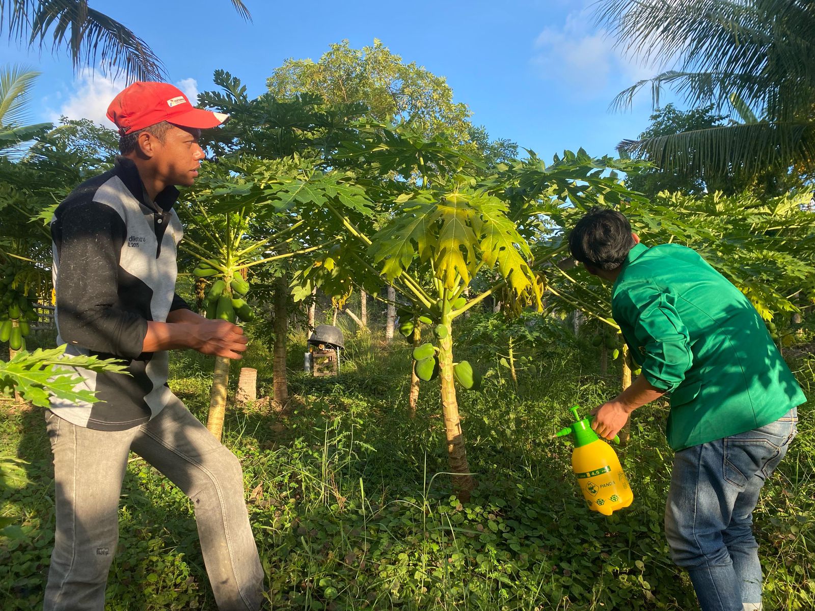 Temukan Kutu Putih di Kebun Pepaya Warga, Mahasiswa KKN-PPM Unimal K-16 Lakukan Pembasmian Menggunakan Pestisida Nabati